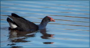 Pukeko