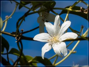 Clematis paniculata in flower