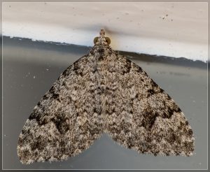 Carpet Moth, Helastia cinerearia