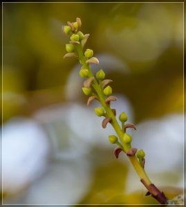 Pokaka, Elaeocarpus hookerianus, coming into flower