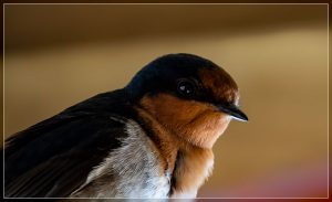 Welcome Swallow, Hirundo neoxena