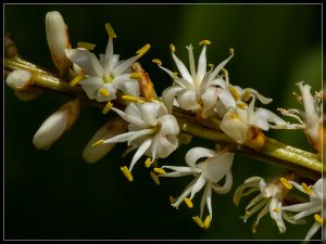 Cabbage Tree flower, Cordyline australis
