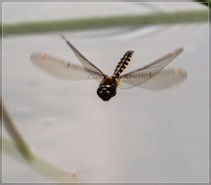 Gray's Dragonfly Procordulia grayi