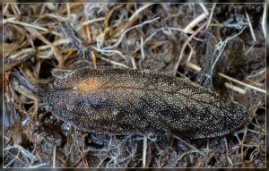 Leaf-veined Slug