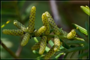 Mataī male cones