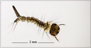 Mosquito Larvae