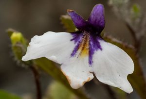 Mazus Radicans