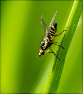 Genus Cerodontha