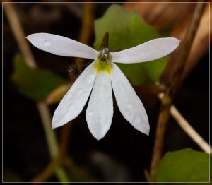 Pānakeake Lobelia angulata