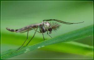Midge Genus Chironomus