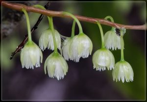 Pōkaka flowers