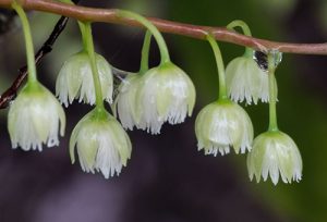 Pokaka Flowers