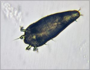 Galium gall mite about 0.3mm long