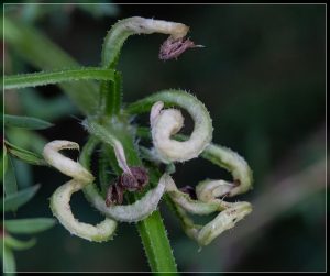Close-up of infested cleavers
