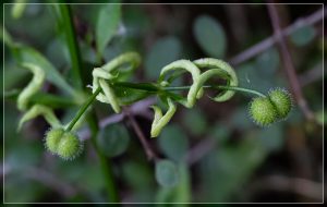 Cleavers infested with Galium gall mite