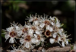 Kānuka flowers