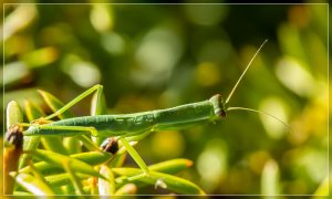 Praying mantis, Orthodera novaezealandiae