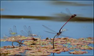 Red Damselfly