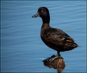 Scaup, Papango, Aythya novaeseelandiae