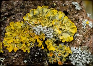Lichen, Xanthoria parietina