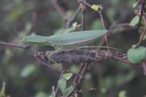 New Zealand Praying Mantis - Orthodera novaezealandiae