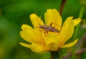Family Miridae