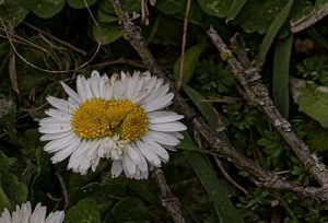 Common Daisy, Bellis perennis