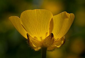 Buttercup