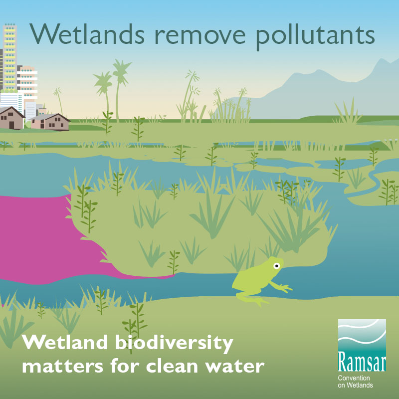 World Wetlands Day, Community Events, News