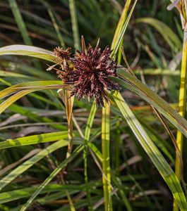Cyperus ustulatus Giant Umbrella sedge
