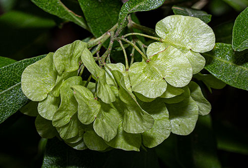 Akeake, Dodonaea viscosa