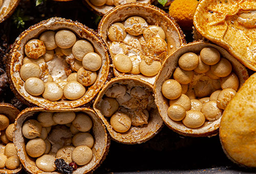 Common Birds Nest Fungus, Crucibulum laeve