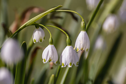 Summer Snowflake, Leucojum aestivum