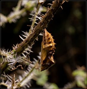 Red Admiral butterfly chrysalis