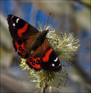Red Admiral, Kahukura