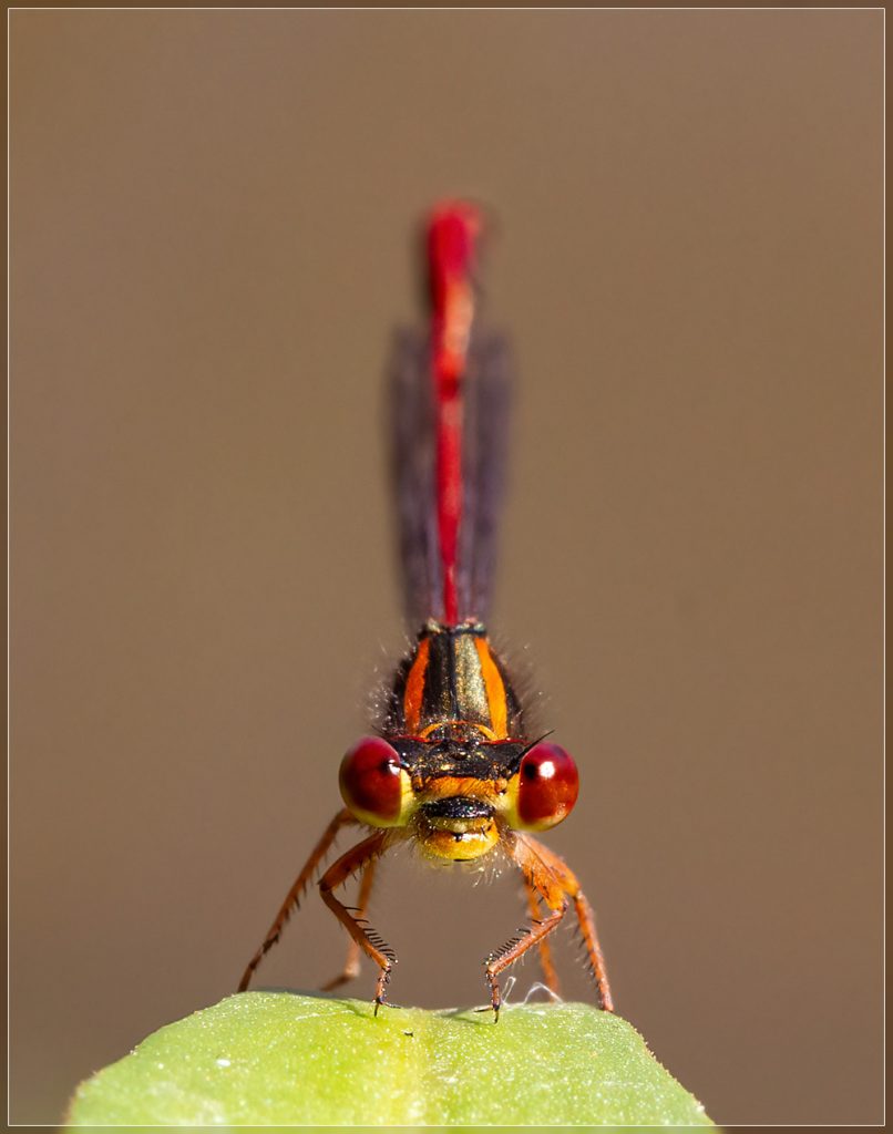 Red Damselfly
