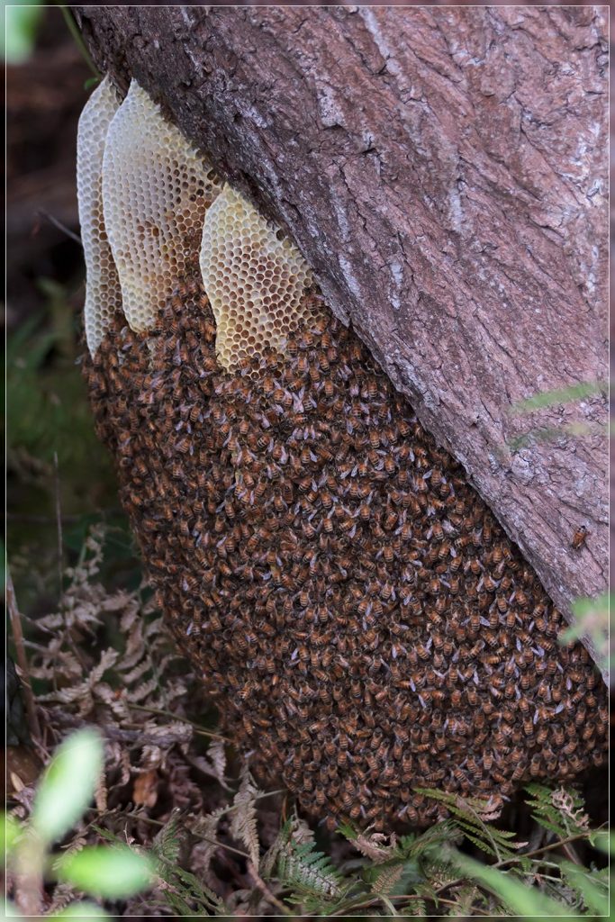 Wild Bee Hive