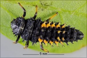 Harlequin ladybird, Harmonia axyridis, Larvae