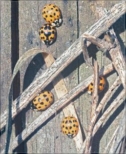 Harlequin ladybird, Harmonia axyridis