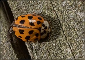 Harlequin ladybird, Harmonia axyridis
