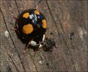 Harlequin ladybird, Harmonia axyridis