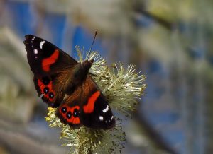 10 Red Admiral