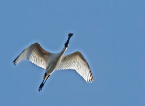 11 Royal Spoonbill