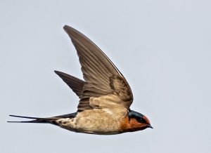 15 Welcome Swallow