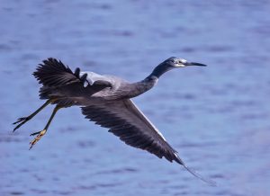 16 White-faced Heron