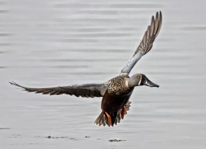 1 Australasian Shoveler