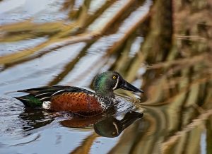 2 Australasian Shoveler