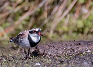 3 Black-fronted Dotterel