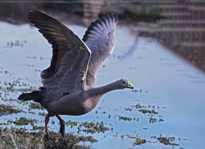 4 Cape Barren Goose