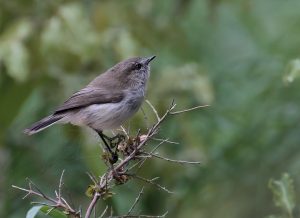 8 Grey Warbler